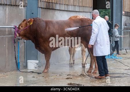 20 settembre 2025. Newbury, Berkshire, Inghilterra, Regno Unito. L'annuale Newbury Show si svolse durante il fine settimana. Questo popolare evento include gare di bestiame e agricoltura, eventi in arena, mostre e negozi e attira migliaia di visitatori. Nella foto: I bovini vengono lavati o lavati per prepararli alla competizione del bestiame Foto Stock