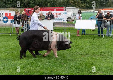 20 settembre 2025. Newbury, Berkshire, Inghilterra, Regno Unito. L'annuale Newbury Show si svolse durante il fine settimana. Questo popolare evento include gare di bestiame e agricoltura, eventi in arena, mostre e negozi e attira migliaia di visitatori. Nella foto: Un maiale sellino mostrato nel concorso per il bestiame Foto Stock