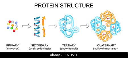 Struttura proteica. Gli amminoacidi portano all'assemblaggio di catene multiple. Illustrazione vettoriale Illustrazione Vettoriale
