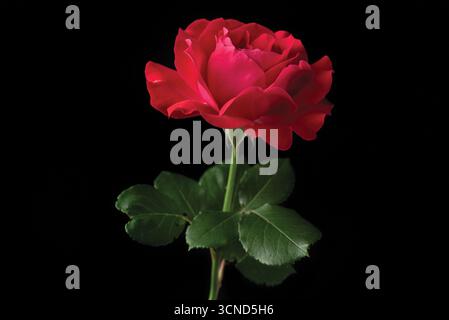 Un'unica rosa rossa è il fuoco principale dell'immagine. La rosa è alta ed è l'unico oggetto della scena. Lo sfondo nero enfatizza la r Foto Stock