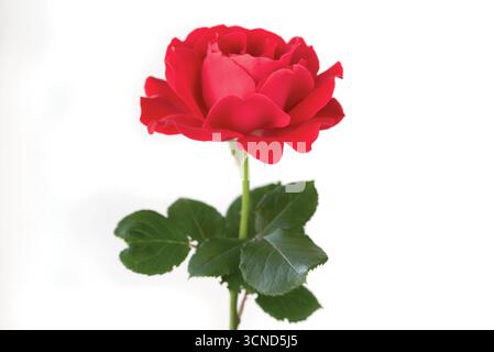 Una rosa rossa è il fuoco principale dell'immagine. La rosa è alta ed è l'unico oggetto nell'immagine. La rosa è circondata da foglie verdi, wh Foto Stock