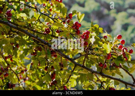 Primo piano di un ramo di biancospino con frutti di bosco rossi luminosi circondati da un verde fogliame, illuminato dalla luce naturale del sole, che simboleggia il raccolto autunnale e la stagione fr Foto Stock