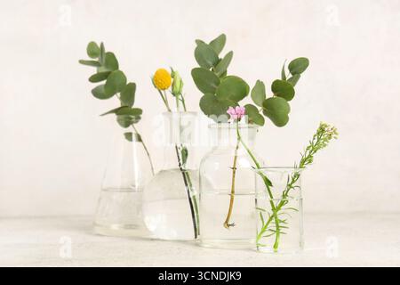 Vetreria da laboratorio con erbe e piante su fondo grunge beige Foto Stock