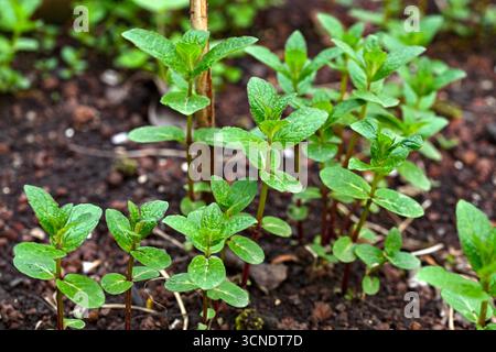 Un mucchio di piante di menta cresce in un giardino. Le piante sono piccole e verdi, e stanno crescendo insieme Foto Stock