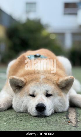Akita inu posa su un parco in Argentina Foto Stock
