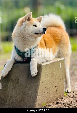 Akita inu posa su un parco in Argentina Foto Stock