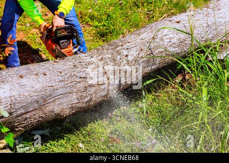 Il lavoratore utilizza la motosega per tagliare grandi alberi caduti dopo tornado, circondati dall'erba Foto Stock