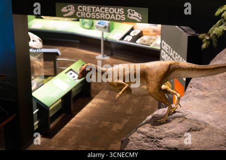 Bozeman, MT, Stati Uniti d'America - 1 agosto 2025: Un'accattivante esposizione di dinosauri al Museum of the Rockies Foto Stock