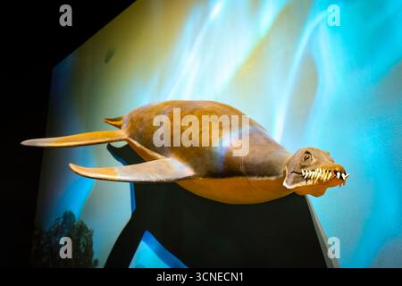 Bozeman, MT, Stati Uniti d'America - 1° agosto 2025: Un'accattivante mostra di scheletri di dinosauri acquatici presso il Museum of the Rockies di Bozeman, Montana Foto Stock