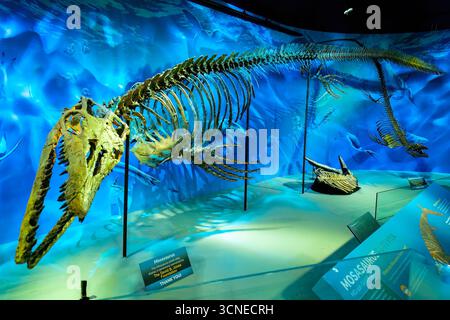 Bozeman, MT, Stati Uniti d'America - 1° agosto 2025: Un'accattivante mostra di scheletri di dinosauri acquatici presso il Museum of the Rockies di Bozeman, Montana Foto Stock