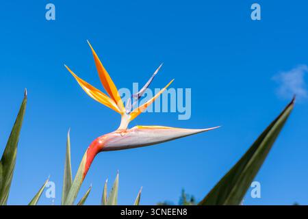 Un uccello del Paradiso (Strelitzia) fiore con cielo blu sullo sfondo. Foto Stock