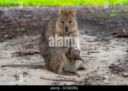 Un quokka per bambini che guarda verso l'alto dalla borsa della madre. August, Rottnest Island, Australia. Foto Stock