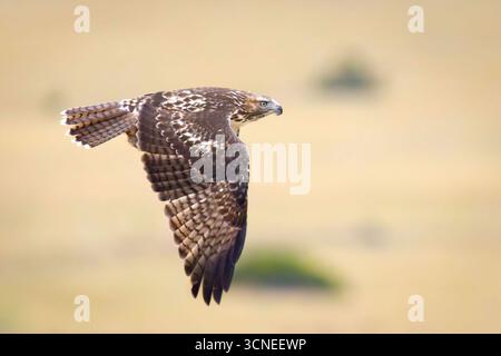 Un ritratto ravvicinato cattura un giovane falco dalla coda rossa, mostrando i suoi segni unici e lo sguardo intenso Foto Stock