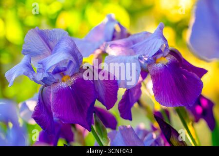 Due fiori viola e gialli con sfondo verde. I fiori sono in piena fioritura e molto belli Foto Stock