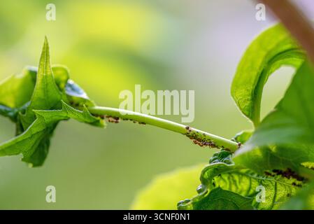 Una foglia con un mucchio di insetti sopra. Gli insetti strisciano sulla foglia e la foglia è verde Foto Stock