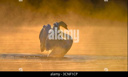 Cigno con ali aperte nella nebbia mattutina Foto Stock