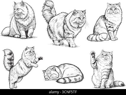 Set di schizzi per incisione di gatti persiani, illustrazioni vintage disegnate a mano di gatti soffici in diverse pose, sfondo isolato bianco e nero Illustrazione Vettoriale