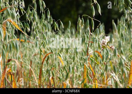 Il campo verde. Campo d'avena in un giorno d'estate di sole. Produzione agricola. Farina d'avena per sfondo, palo, salvaschermo, carta da parati, cartolina, Foto Stock