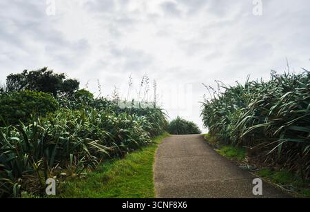 Il lino nativo della nuova Zelanda (Harakeke) costeggia lungo il sentiero per Gannet Colony Lookout a Muriwai Beach. Auckland. Foto Stock