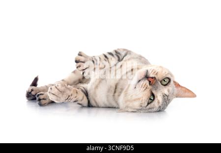 Gatto bengala davanti a uno sfondo bianco Foto Stock