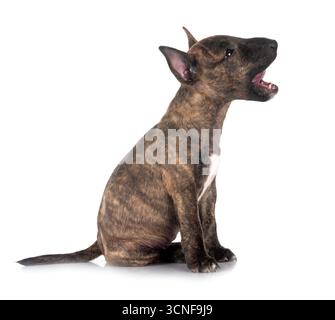 Miniatura bull terrier di fronte a uno sfondo bianco Foto Stock