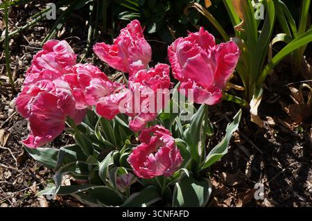 Primo piano di tulipani rosa magenta tulipani tulipa che passano accanto ai loro migliori fiori in un'aiuola del parco Foto Stock