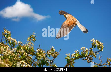 Gheppio comune (Falco tinnunculus) uccello preda in volo sopra rami contro il cielo blu Foto Stock