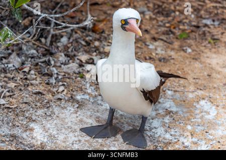 Galapagos Nazca booby (Sula granti), Isola di Genovesa, Ecuador. Foto Stock