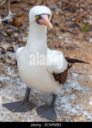Nazca booby (Sula granti) ritratto, isola Genovesa, Galapagos, Ecuador. Foto Stock