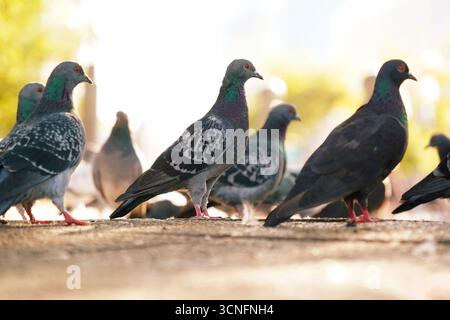 Gruppo di piccioni della città columba livia in piedi su un terreno urbano con la luce del sole Foto Stock