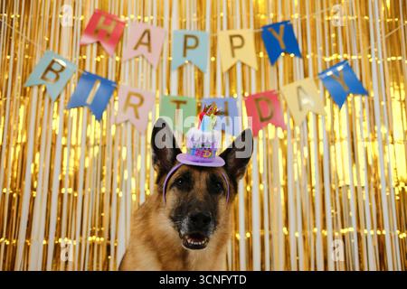 Pastore tedesco che indossa un cappello da torta di compleanno seduto sotto lo striscione di buon compleanno. Vista frontale verticale. Concetto di festa di compleanno per animali domestici. Foto Stock