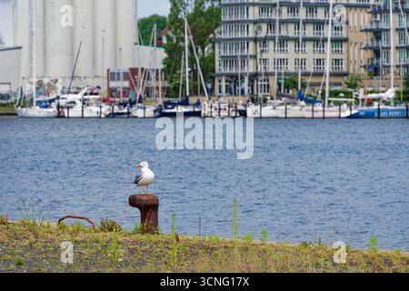 Un gabbiano luminoso poggia su un posto di ormeggio in metallo al porto di Flensburg. Dietro di esso file di yacht e case cittadine fiancheggiano l'acqua, con una vista mare cristallina Foto Stock