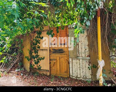 Primo piano di una vecchia parete di legno improvvisata (recinzione), costruita con tavole logore multicolore e densamente ricoperta di viti verdi. Foto Stock
