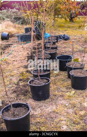 File di giovani alberi si trovano in vasi di plastica nera, pronti per essere piantati in un giardino, a dimostrazione della configurazione di un vivaio. Foto Stock
