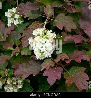 Fiori bianchi e fogliame autunnale rosso di ortensia a foglia di quericifolia giardino britannico settembre Foto Stock