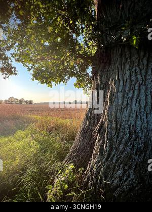 Un singolare albero di quercia inglese sul bordo di un campo nel Norfolk rurale Foto Stock
