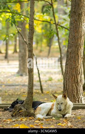 Due cani che riposano sotto gli alberi in una foresta autunnale. Un cane bianco con toppe marroni dorme tranquillamente mentre un cane nero giace nelle vicinanze. Foglie cadute e così via Foto Stock