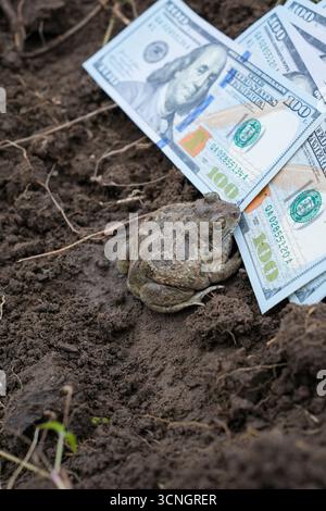 Soldi Frog attira dollari. Rich Frog sul suolo nero. Il rospo europeo seduto su Black Dirt vicino a un mucchio di dollari. Foto Stock