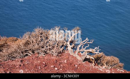 Cespugli aridi che si aggrappano alla scogliera, incorniciando le tranquille acque di Medano a Tenerife, evidenziando la forza della natura. Foto Stock