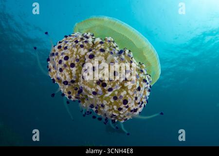 Meduse d'uovo fritte, gelatina mediterranea, Cotylorhiza tuberculata, Tarragona, Catalogna, Spagna Foto Stock