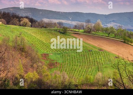 Paesaggio agricolo primaverile caratterizzato da agricoltori che lavorano in vigneti attraverso splendide colline ondulate, con colture vibranti e vegetazione lussureggiante Foto Stock
