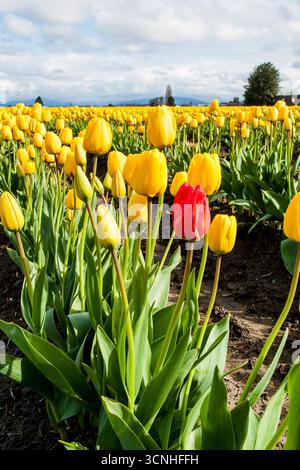 Tulipani (Tulipa suaveolens) nel festival dei tulipani della valle di Skagit, Mount Vernon, Washington, Stati Uniti. Foto Stock
