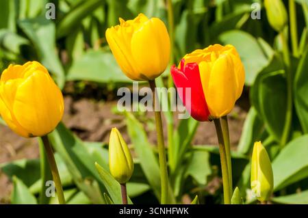Tulipani (Tulipa suaveolens) nel festival dei tulipani della valle di Skagit, Mount Vernon, Washington, Stati Uniti. Foto Stock