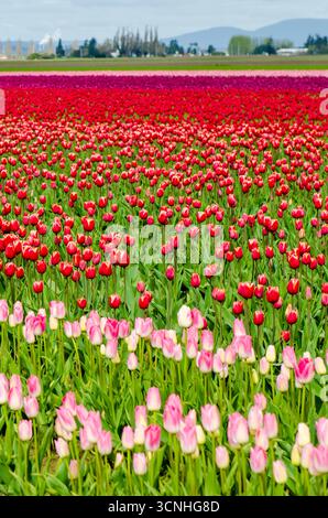 Tulipani (Tulipa suaveolens) nel festival dei tulipani della valle di Skagit, Mount Vernon, Washington, Stati Uniti. Foto Stock