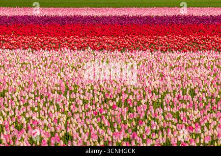 Tulipani (Tulipa suaveolens) nel festival dei tulipani della valle di Skagit, Mount Vernon, Washington, Stati Uniti. Foto Stock
