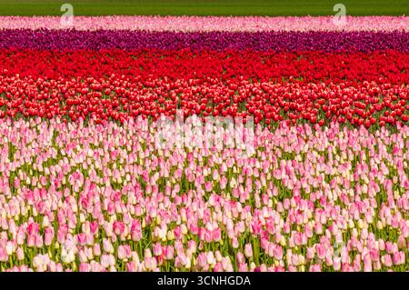 Tulipani (Tulipa suaveolens) nel festival dei tulipani della valle di Skagit, Mount Vernon, Washington, Stati Uniti. Foto Stock