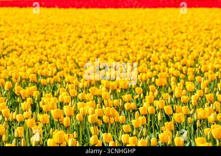 Tulipani (Tulipa suaveolens) nel festival dei tulipani della valle di Skagit, Mount Vernon, Washington, Stati Uniti. Foto Stock