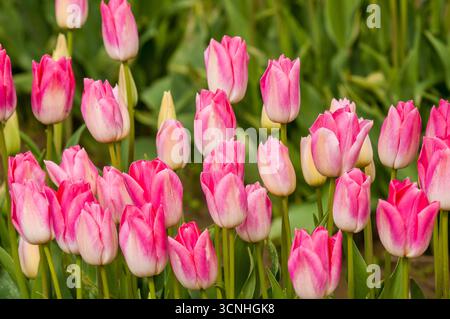 Tulipani (Tulipa suaveolens) nel festival dei tulipani della valle di Skagit, Mount Vernon, Washington, Stati Uniti. Foto Stock