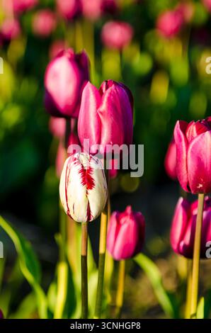 Tulipani (Tulipa suaveolens) nel festival dei tulipani della valle di Skagit, Mount Vernon, Washington, Stati Uniti. Foto Stock