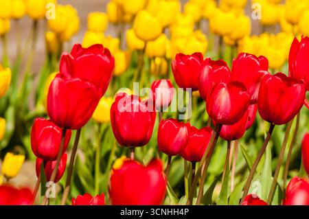 Tulipani (Tulipa suaveolens) nel festival dei tulipani della valle di Skagit, Mount Vernon, Washington, Stati Uniti. Foto Stock